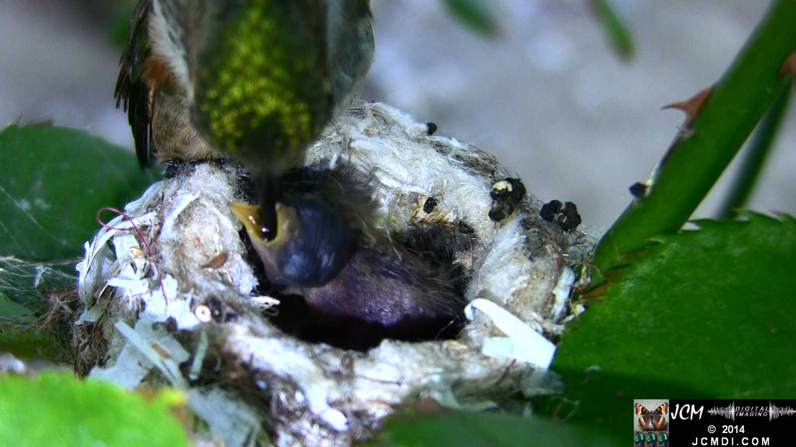 Allens Hummingbird feeding chick 4